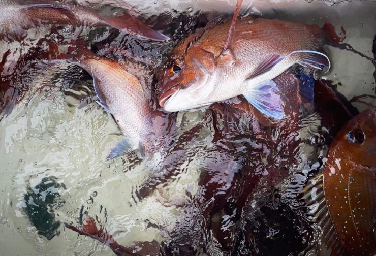 活魚・鮮魚の卸売業